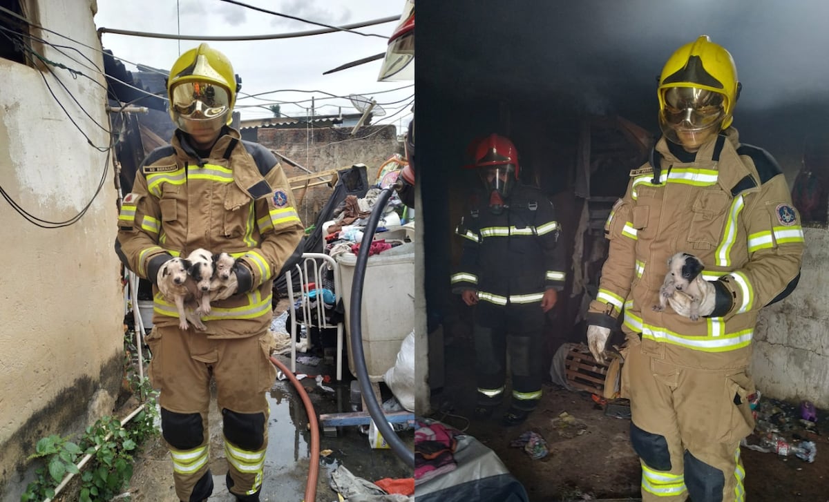 Oito filhotes de cachorro são resgatados de casa que pegou fogo em Araxá (MG)